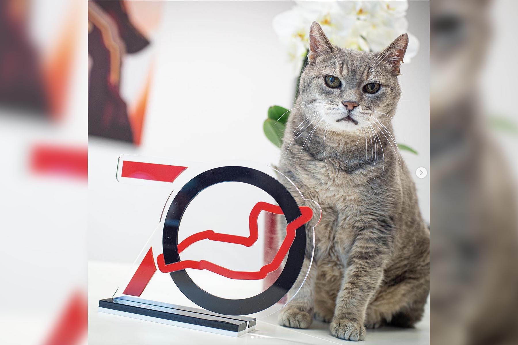 Formel 1 Imola Katze Credit: formulinotheking / Instagram