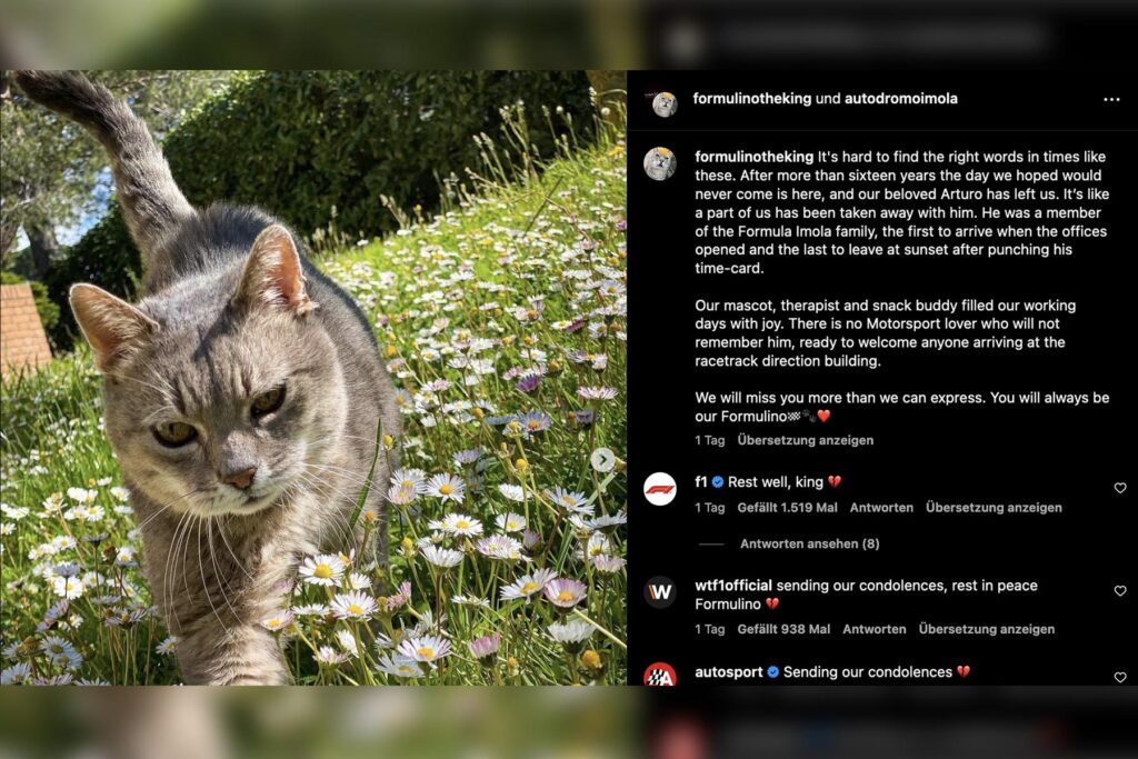 Formel 1 Imola Katze Credit: formulinotheking / Instagram