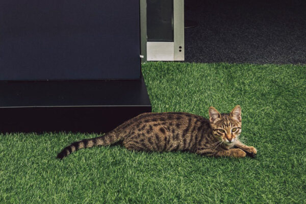 Formel 1 Baku Katze 2025