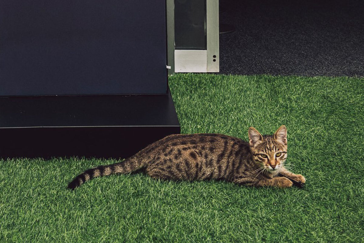 Formel 1 Baku Katze 2025